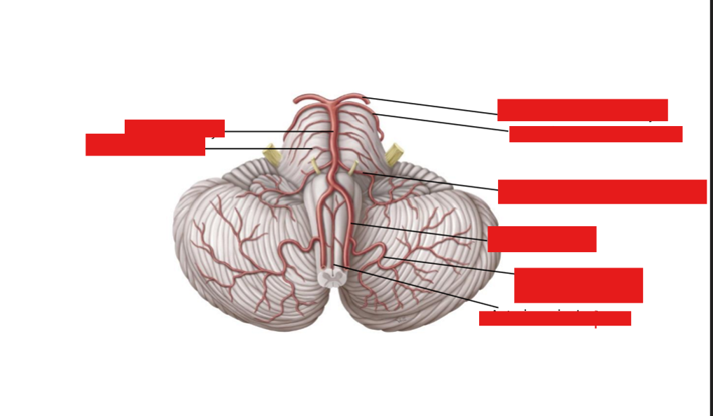 <p>Label the arteries in the cerebrum</p>