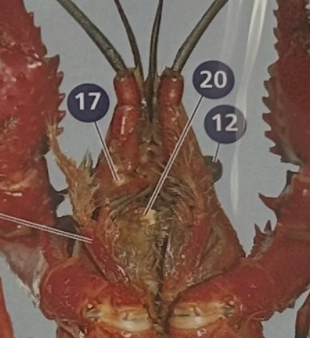 <p>17 =</p>