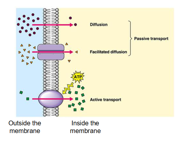 <p>Active transport acts against the concentration gradient. It transports molecules from where concentration is lower to places of higher concentration. This process requires energy.</p>