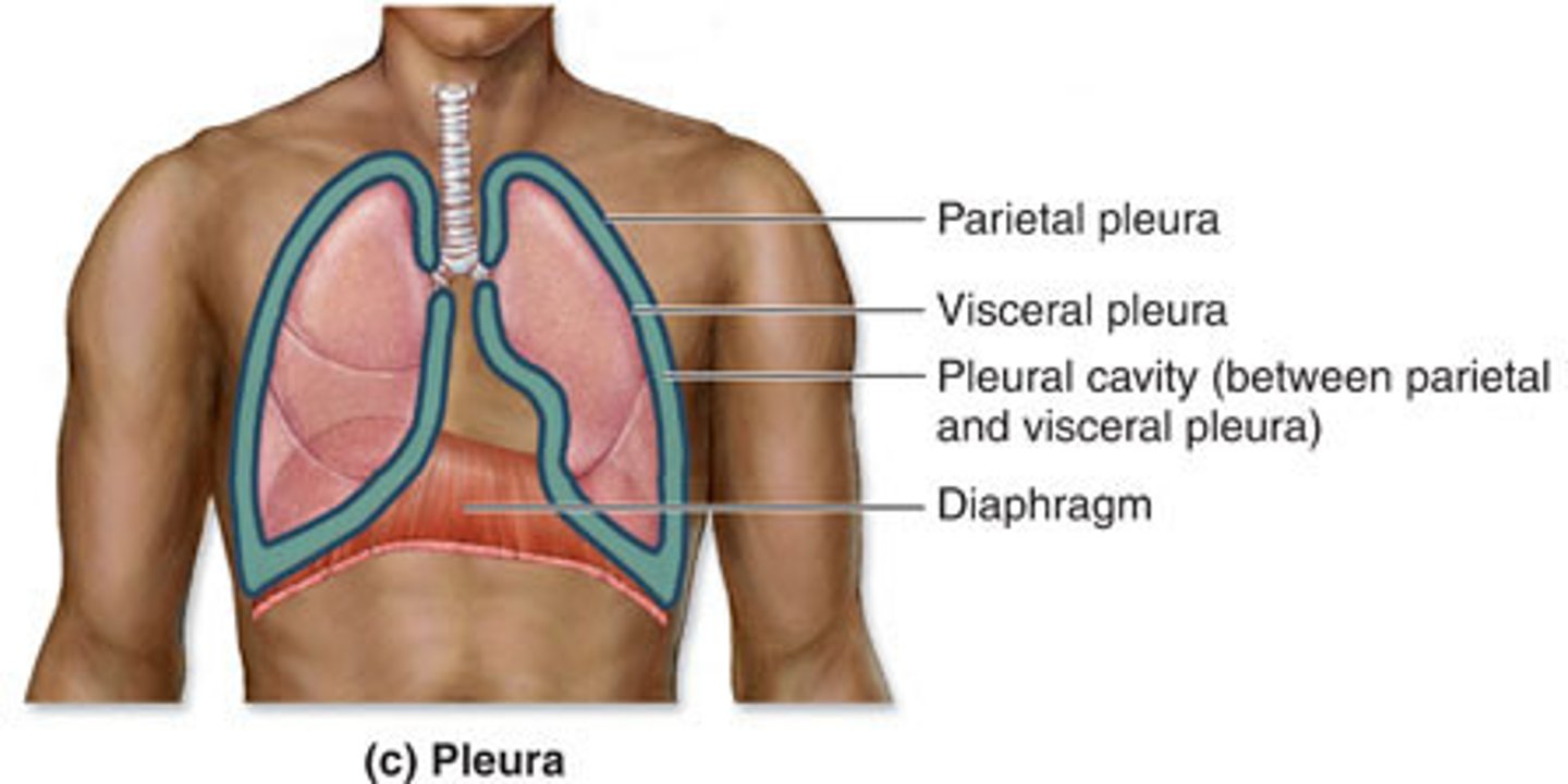 <p>space between the pleural layers</p>