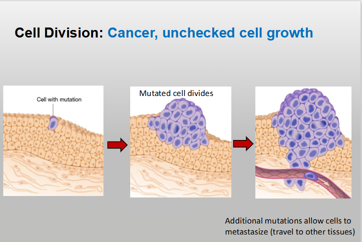 <p>A disease caused by <strong>uncontrolled cell division</strong> that happens when cell cycle checkpoints and regulatory proteins fail to halt the cycle, typically due to accumulated DNA mutations</p><ul><li><p>A diease of <strong>uncontrolled cell division</strong> caused by the failure of cell cycle checkpoints and regulatory proteins</p></li></ul><p></p>