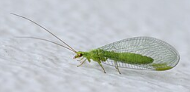<p>What is the name of this bug?</p>