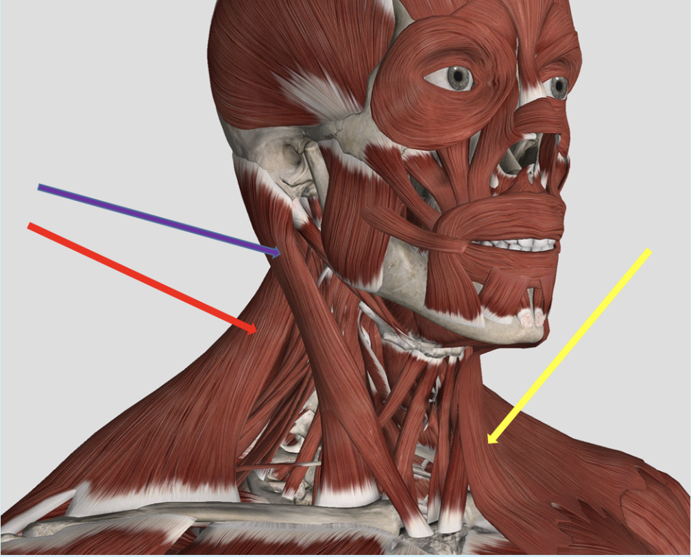 <p><span>Identify the muscle at the tip of the purple arrow</span></p>