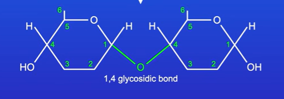 <p>Because its connected to carbon 1 on one alpha glucose and carbon 4, it is called 1,4 glycosidic bond</p>