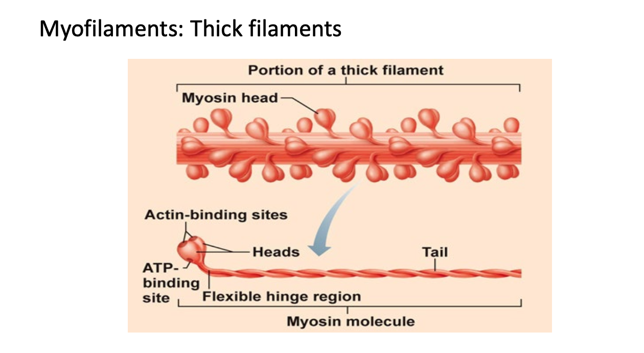 <p>Thick filaments = Bundles of Myosin</p>