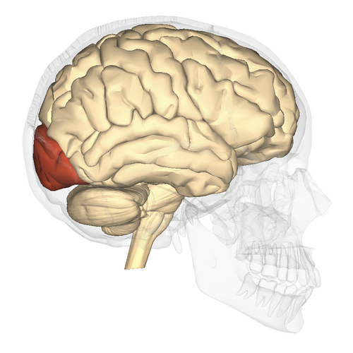 <p>Occipital Lobe</p>