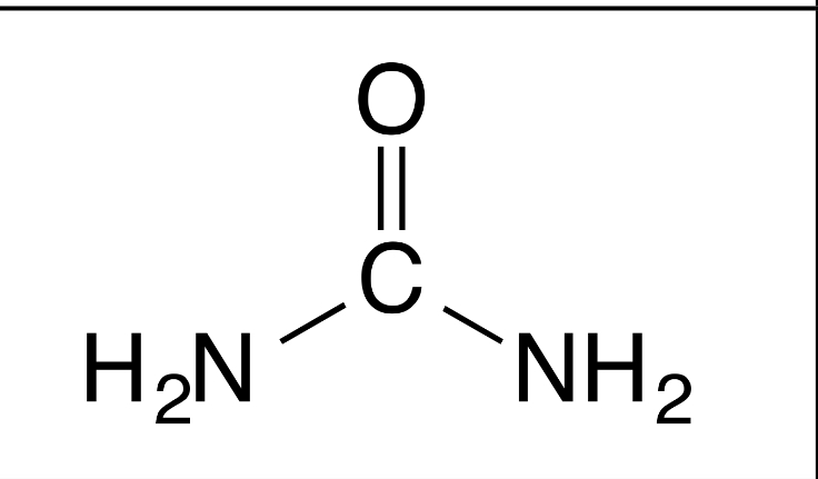 <p>Ammonia is highly toxic, what is this molecule that helps to eliminate nitrogen?</p>
