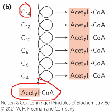 <p>Most <strong>naturally occurring fatty acids</strong> have an even number of carbons.</p><p>what does their complete breakdown yield?</p><p></p>