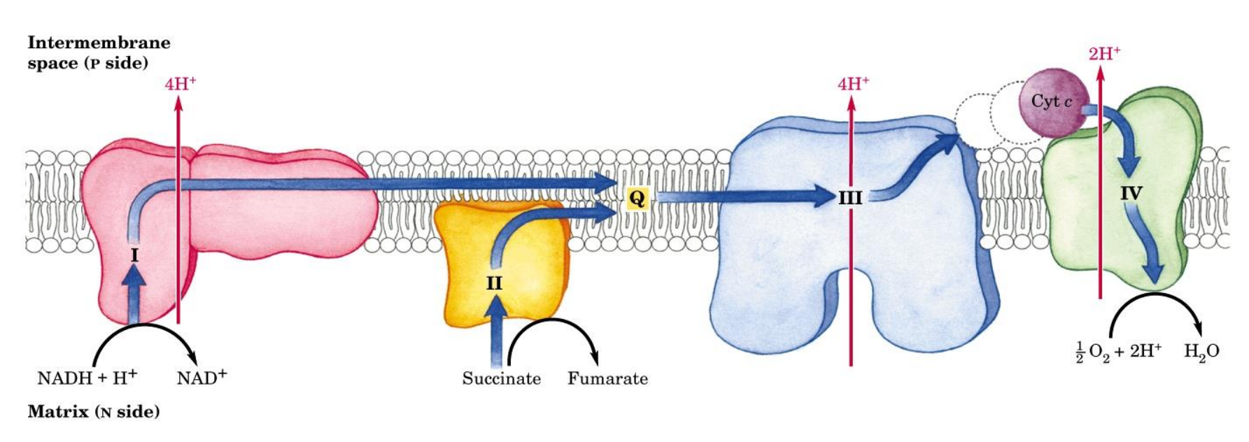 <p>What are the main structures involved in electron transport </p>
