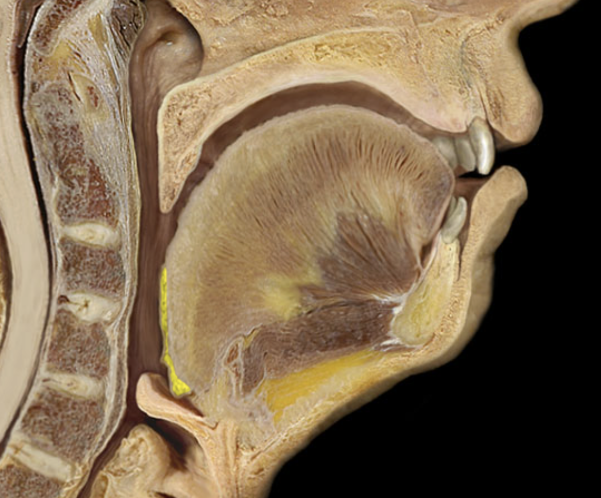 <p>Lingual tonsil</p>