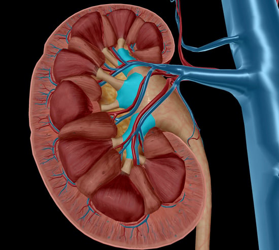 <p>fibrous channel inside kidney for transporting urine</p>