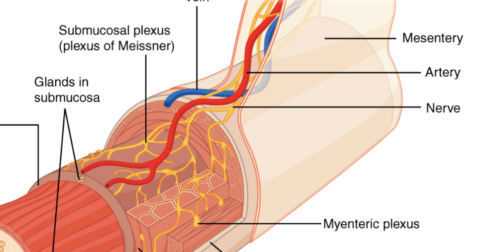 <p><span>myenteric plexus (located between muscle layers) </span><strong><mark data-color="rgba(0, 0, 0, 0)" style="background-color: rgba(0, 0, 0, 0); color: inherit;">regulates motility/peristalsis, while the submucosal plexus (located in the inner submucosal layer) regulates glandular secretion, absorption, and local blood flow</mark></strong></p>
