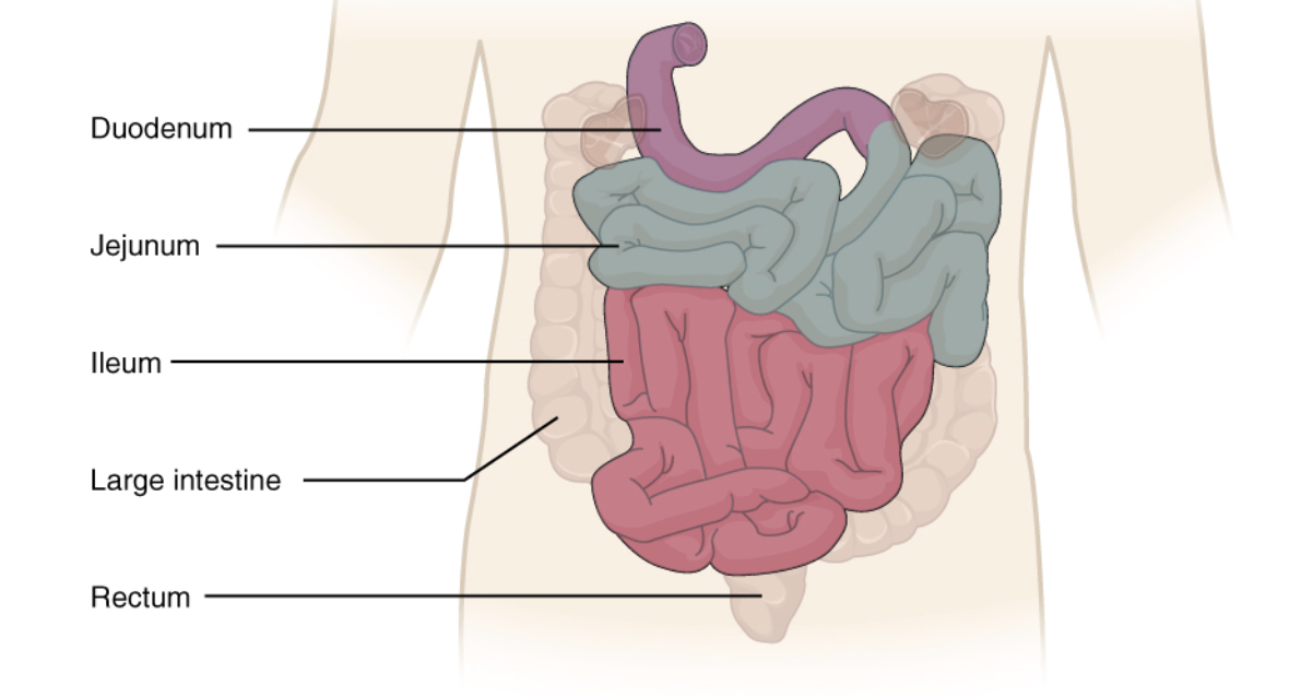 <p>duodenum, jejunum, and ileum</p>