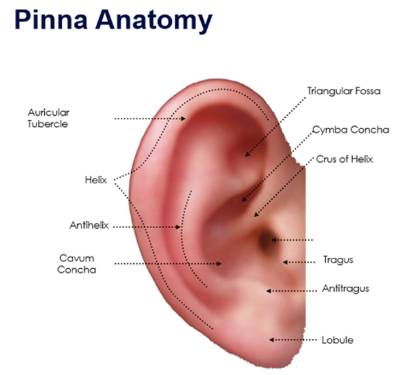 <p>label missing part </p>