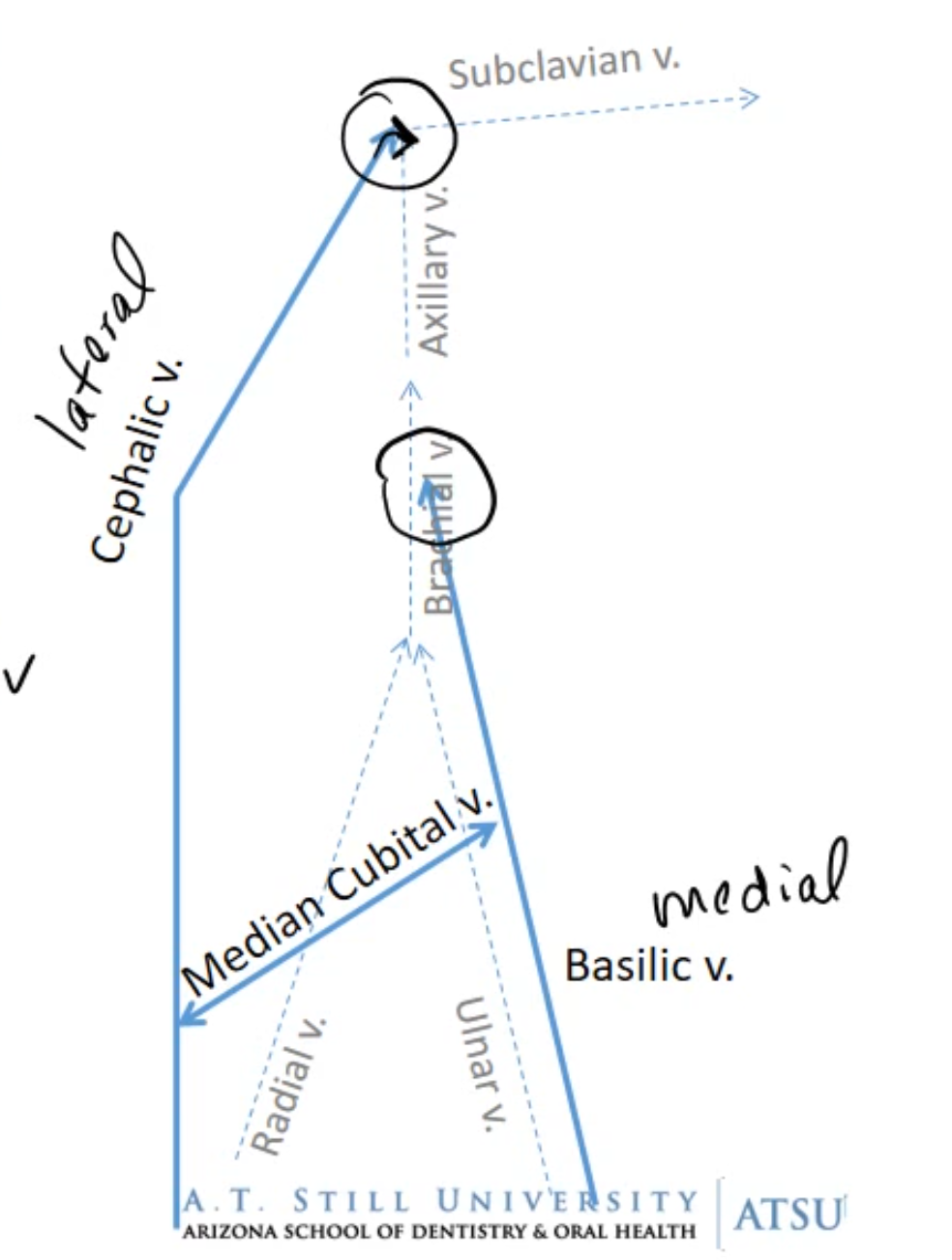 <p>1) Cephalic Vein (Lateral)</p><p>2) Basilic Vein (Medial)</p><p>3) Median Cubital Vein (Connects the 2, Also the vein you get blood drawn from)</p>