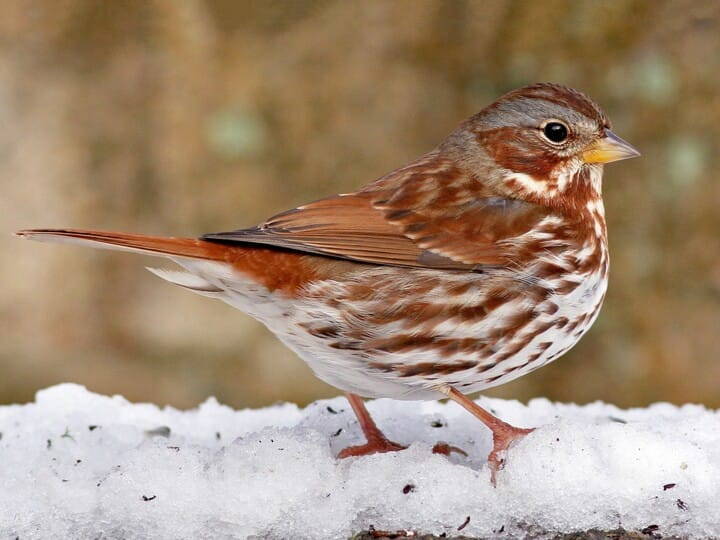 <p>fox sparrow </p><p>big sparrow<br>gray w/ rusty streaks</p>