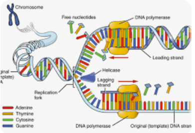 <p>helicase</p><p>polyermase</p><p>ligase</p>