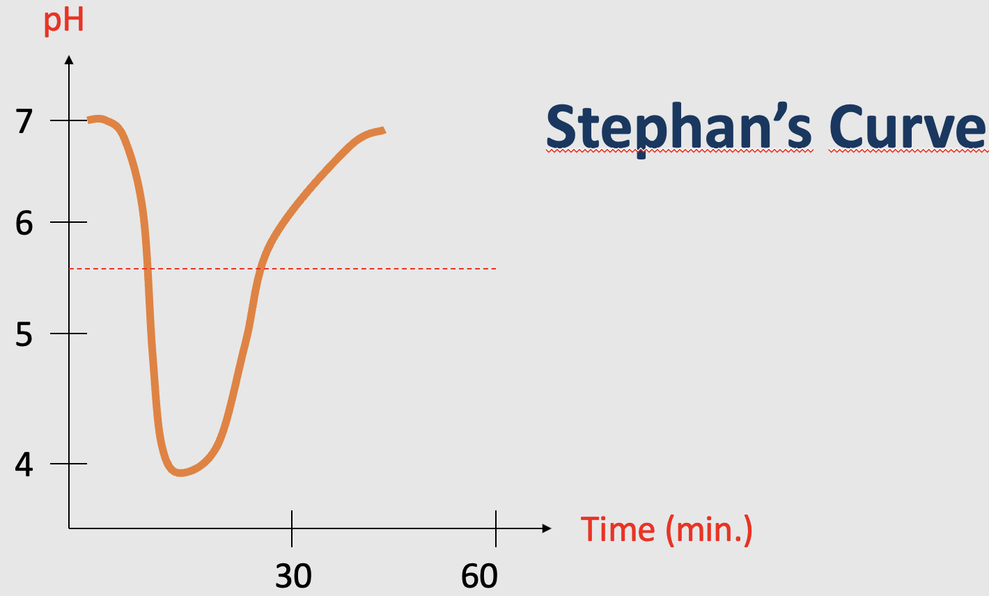 <ul><li><p>The Stephan curve shows how <strong>plaque pH changes over time after consuming fermentable carbohydrates</strong></p></li></ul><ol start="2"><li><p>The plaque pH is around <strong>neutral</strong> (pH=7)</p></li><li><p><u>After sugar intake</u>: Bacterial metabolism leads to acid production, which causes the <strong>pH to rapidly fall</strong></p></li><li><p>The pH falls below the <strong><u>critial pH for enamel (pH~5,5)</u></strong>: <strong>Demineralisation</strong> is favoured - minerals (Ca2+ and phosphate) releases from the enamel.</p></li><li><p>The pH can fall much further (f.eks: pH=4), but then<strong> saliva gradually buffers </strong>and removes the acids during remineralisation, causing the <strong>pH to rise again</strong>.</p></li><li><p><u>When the pH rises above the critical pH</u>: Demineralisation decreases/stops, remineralisation is favoured and minerals return to the enamel.</p></li></ol><p></p><ul><li><p><strong>Dentin is more vulnerable to acids than enamel, because its <u>critical pH is 6,7</u></strong>. and therefore more easily demineralised: Acid attack → enamel demineralises first → caries progresses through enamel → reaches dentin → dentin demineralises more easily and caries can progress faster. </p></li></ul><p></p>