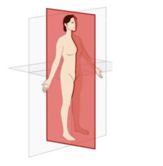<p>what does the sagittal plane provide the ability to observe?</p>