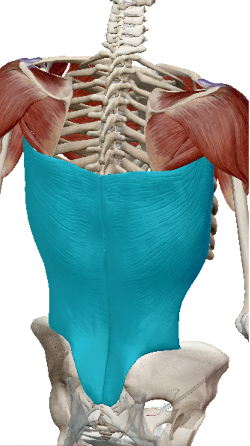<p>latissimus dorsi insertion</p>