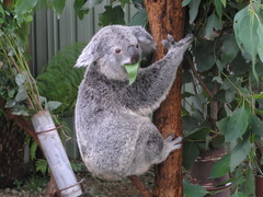 <p>interaction in which one animal (the herbivore) feeds on producers (such as plants)</p>