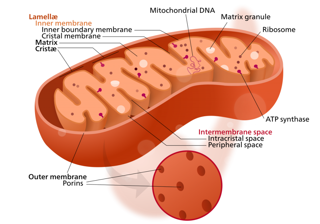 <p>Cite of cellular respiration. Highly folded to greatly increase its surface area → more protein housed → more chemical energy</p><ul><li><p>Has an inner membrane and mitochondrial matric</p></li><li><p><strong><u>Krebs cycle</u></strong></p></li><li><p><strong><u>ATP synthesis</u></strong></p></li></ul><p></p>