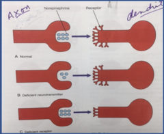 <p>target cells lose receptors in response to the hormone</p>