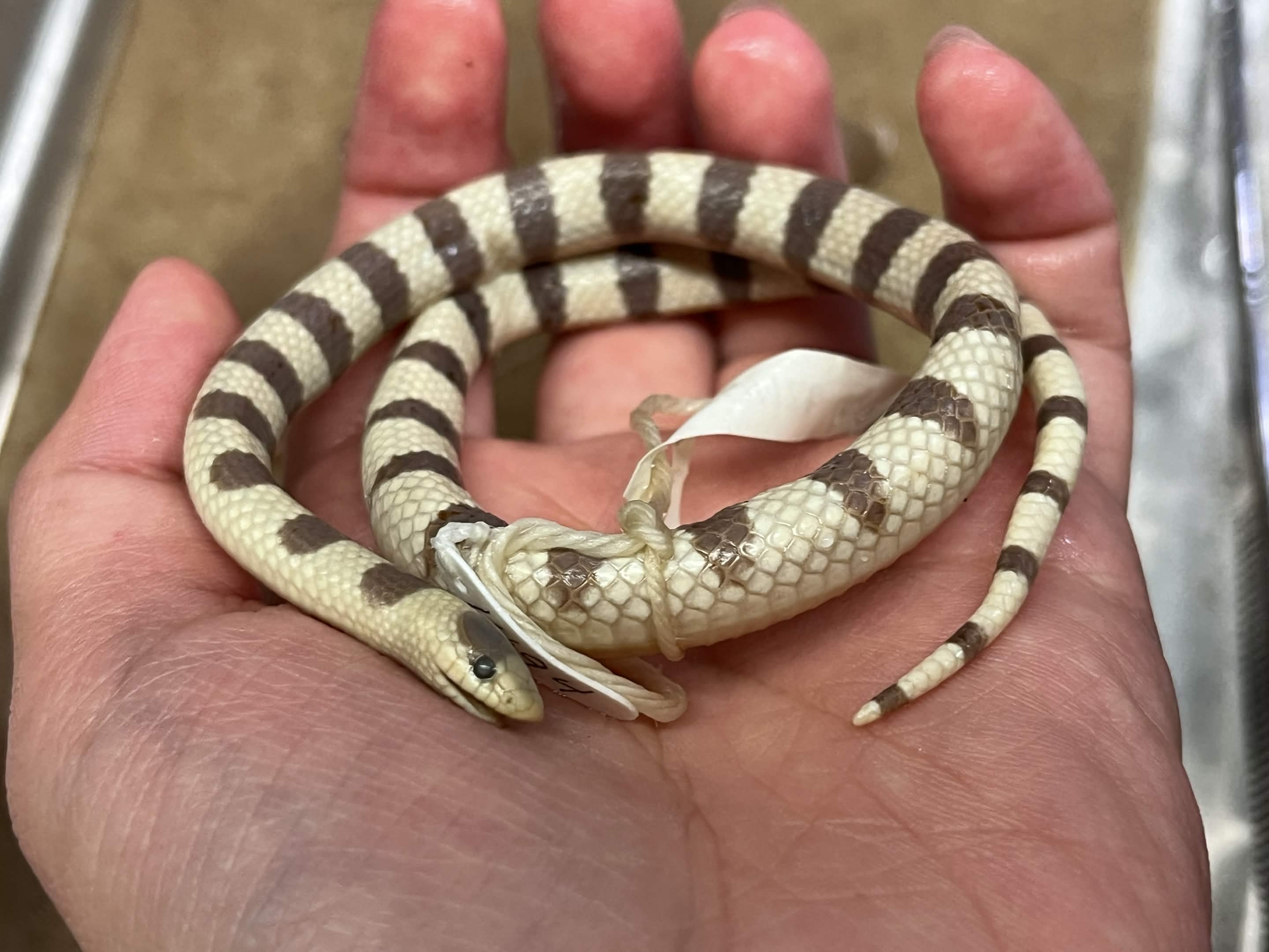 <p>Infraorder + Superfamily + Family + Scientific name?<br>- saddle bands<br>- overbite</p>