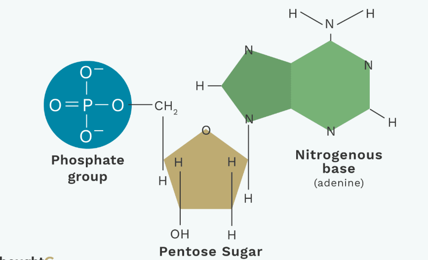 <p>Monomer of a nucleic acid</p>