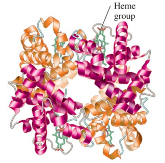 <ul><li><p>is the combination of two or more protein units </p></li><li><p>consist of four polypeptide chains as subunits in hemoglobin </p></li><li><p>is stabilized by the same interaction found in tertiary structures </p></li></ul><p></p>