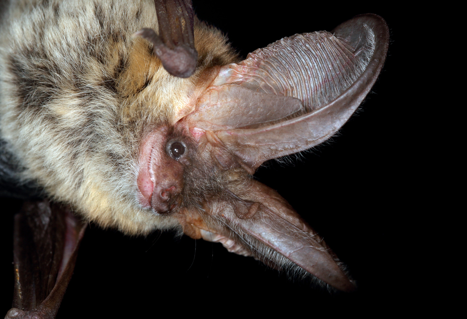 <p><span>Kroppslängd:&nbsp;41–58 mm</span></p><p><span>underarm:&nbsp;35–43 mm</span></p><p><span>vingspann:&nbsp;255–300 mm </span></p><p></p><p><span>mycket ovanlig art</span></p>