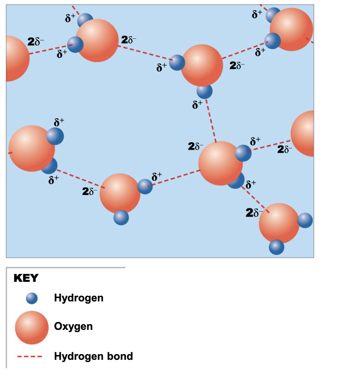 <p>Weak attractions between molecules</p>