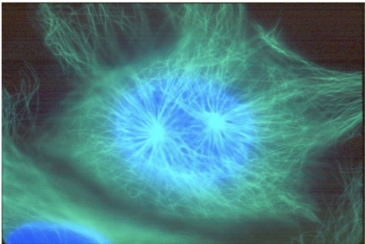 <p>Do you have to use a green fluorescent dye to label a Newt cell</p>
