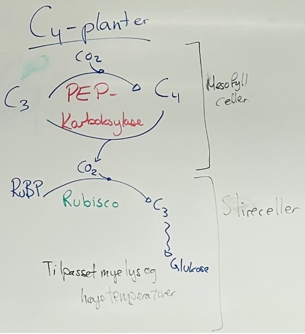 <ul><li><p>Tilpasset høy lysintensitet og høy temperatur</p></li><li><p><u>Tilpasninger</u>:</p><ul><li><p>CO2-bindingen og syntesedelen er adskilt i forskjellige celler: </p><ul><li><p>To fotosyntiserende bladceller: <strong>mesofylleller</strong> og <strong><u>slireceller</u></strong></p></li><li><p>To CO2-bindingsenzymer:<u> </u><strong><u>PEP-kaboksylase</u></strong> og <strong>rubisco</strong></p></li></ul></li></ul></li></ul><p></p><ol><li><p><strong><u>CO2-binding: Mesofyllceller (m/ PEP-kaboksylase)</u></strong>:</p></li></ol><ul><li><p>Enzymet<strong> PEP-karboksylase</strong> tar opp CO2 og binder det til et <strong>C3-molekyl</strong></p></li><li><p>Danner<strong> C4-molekyl </strong>(“C4”)</p></li><li><p>C4-molekylet sendes til slirecellene</p></li></ul><p></p><ol start="2"><li><p><strong><u>Syntesedelen: Slireceller (m/ rubisco)</u></strong>:</p></li></ol><ul><li><p>C4-molekylet brytes ned og frigjør CO2</p></li></ul><ul><li><p>Enzymet <strong>rubisco</strong> tar opp CO2 og binder det til <strong>RuBP</strong></p></li><li><p>Danner <strong>C3-molekyl</strong></p></li><li><p>Videre dannes det <strong>sukker</strong></p></li></ul><p></p><p><u>Når spalteåpningene er lukket (i deres varme miljø)</u>:</p><ul><li><p>Enzymet PEP-karboksylase binder seg til CO2 fremdeles og danner C4-molekyl, som videre brytes ned og frigjør CO2 i slirecellene</p></li><li><p>Rubisco tar opp CO2 istedenfor O2 fremdeles, fordi takket være den ekstra tilførselen av CO2 fra forrige del, så er det et <strong><u>overskudd av CO2 hos rubisco i slirecellene</u></strong>.</p><ul><li><p>Selv om opptaket av CO2 fra utsiden reduseres ved at stomata er lukket, så opprettholdes effektiviteten i fotosyntesen!</p></li></ul></li></ul><p>→ <u>Ingen fotorespirasjon!</u></p><p></p><ul><li><p>Tilpasningene i C4 planter er <strong>energikrevende </strong>(må produsere nye fotosyntiserende bladceller (slireceller) og et nytt CO2-bindingsenzym (PEP-karboksylase)</p></li></ul><p></p><p>Eksempler på C4-planter:</p><ul><li><p>Mais</p></li><li><p>Sukkerrør</p></li><li><p>Palmetrær</p></li></ul><p></p>