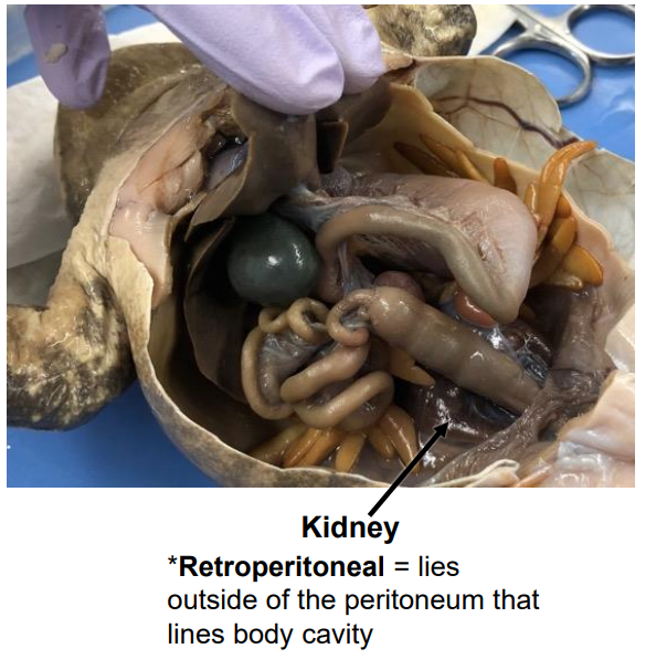 <p>Kidneys located behind the peritoneum that filter wastes from the blood.</p>