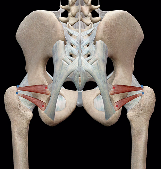 <p>“Twin muscles” but attachment points are slightly different; one sits higher on the ischium while the other sits lower</p>