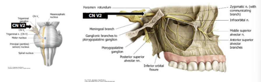 <p>Exits brain stem on lateral pons with all of CN V</p><p>Moves through cavernous sinus</p><p>Exits cranial cavity through foramen rotundum</p><p>Sensory-  only from meninges, the maxillary sinus, nasal cavity mucosa, nasopharyngeal mucosa, palate, upper teeth, and skin of the midface</p>