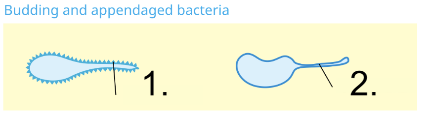 <p>Name these types of budding and appendages</p>