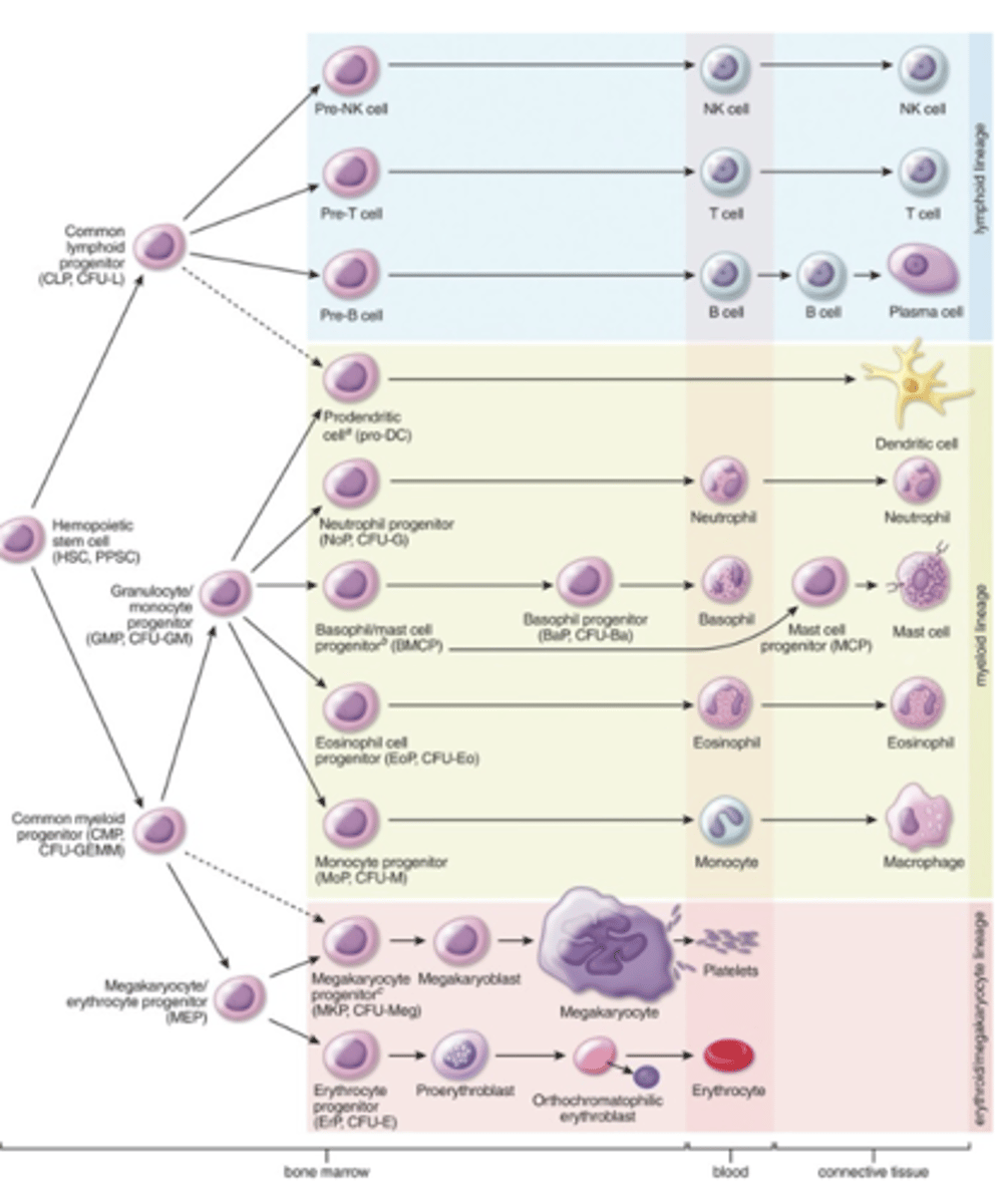 <p>What are the two lineage-restricted progenitors derived from common myeloid progenitor (CMP) cells?</p>