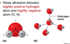 <p>The weak intermolecular bonds that form between the hydrogen atom of one water molecule and the oxygen atom of another water molecule.</p>