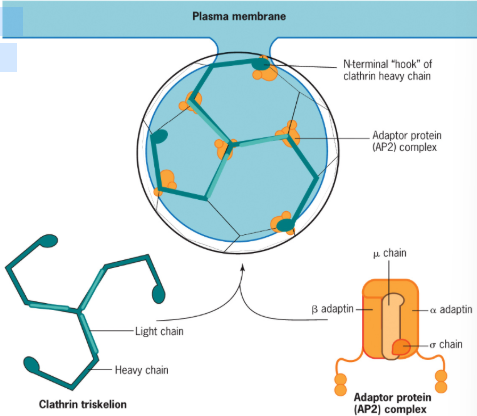 <p> Forming Polyhedral Shapes, as the clathrin curves it restructures and some of the hexagons become pentagonal</p>
