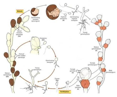 <p>chytridiomycota life cycle</p>