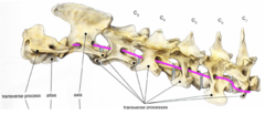 <p>What is shown?</p>