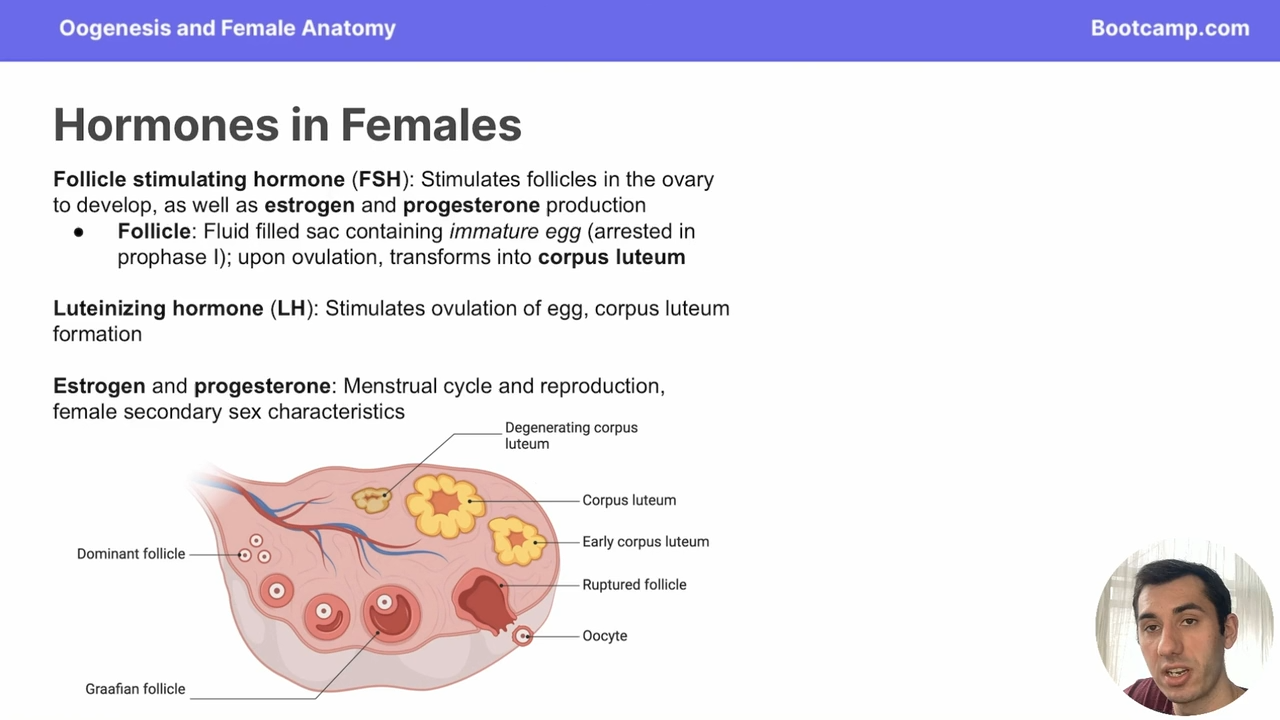 <p>mature follicle </p>