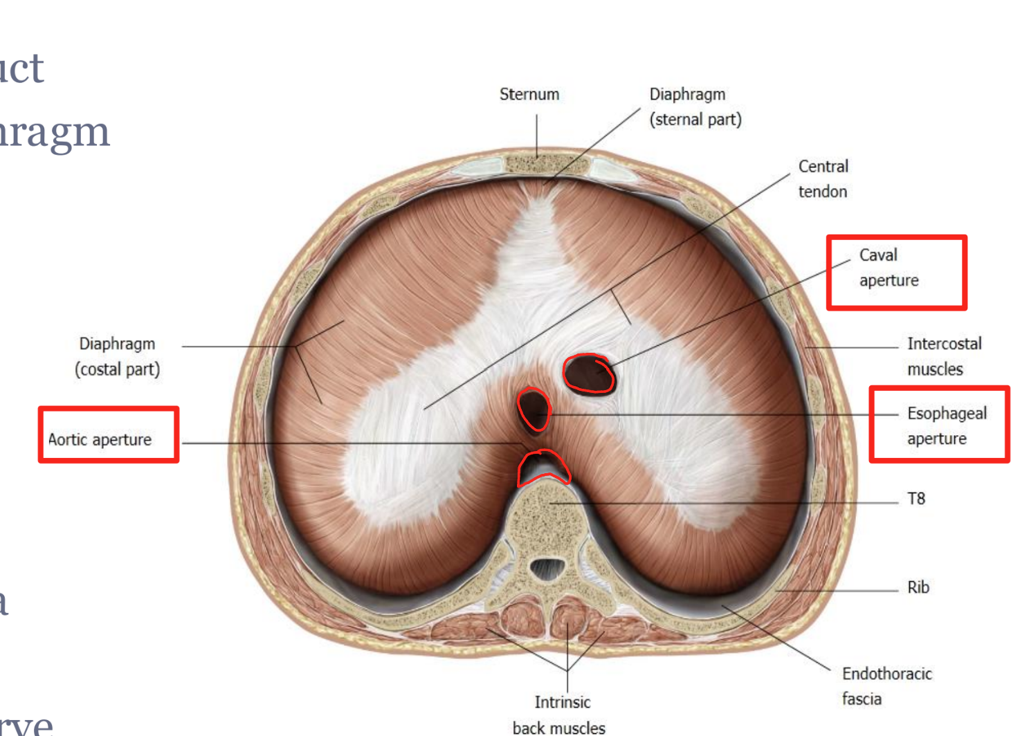 <ul><li><p>aorta, thoracic duct</p></li><li><p>posterior to diaphragm</p></li><li><p>T12</p></li></ul><p></p>