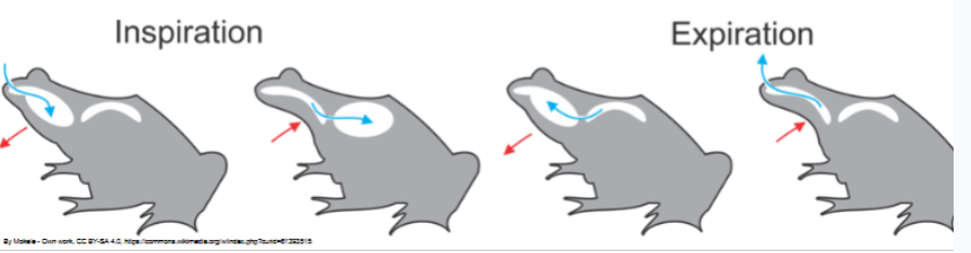 <ul><li><p>don’t have a well developed rib cage</p><ul><li><p>can’t move around their rib in breathing</p></li></ul></li><li><p>lower lung surface area than amniotes</p><ul><li><p>don’t have as much gas exchange in their lungs since they do pulmocutaneous</p></li></ul></li><li><p>use positive pressure breathing</p></li><li><p>exhale = just open mouth </p></li></ul><p></p>