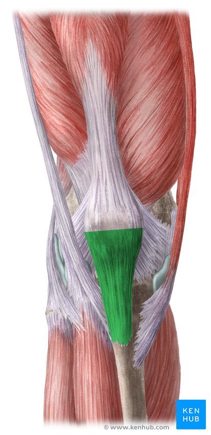 <p>Avulsion risk with aggressive eversion, so protected during exposure.</p>