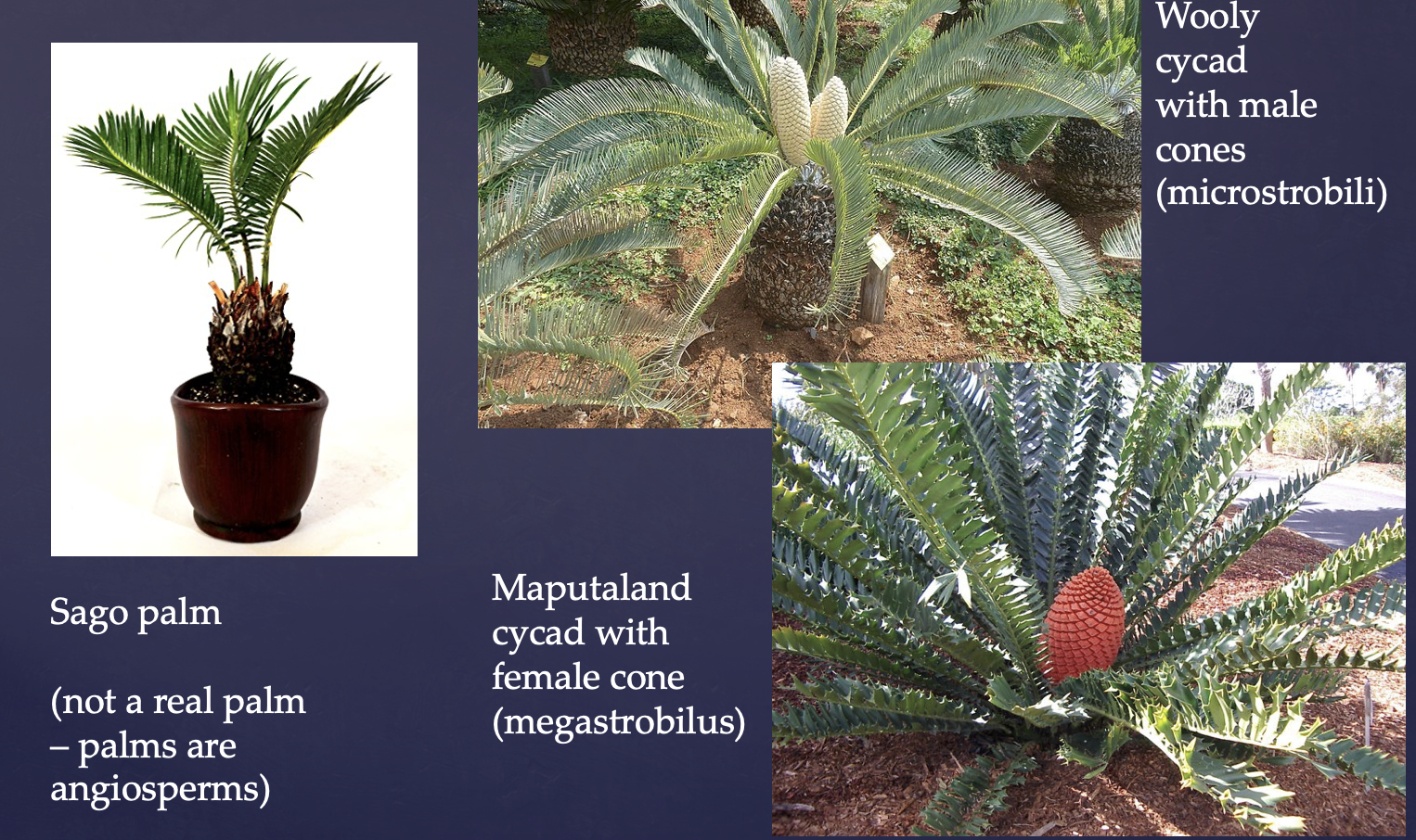 <p>One of the four phyla of gymnosperm</p><p>In lab, we observed the sago palm (mario-pineapple-looking thing)</p>
