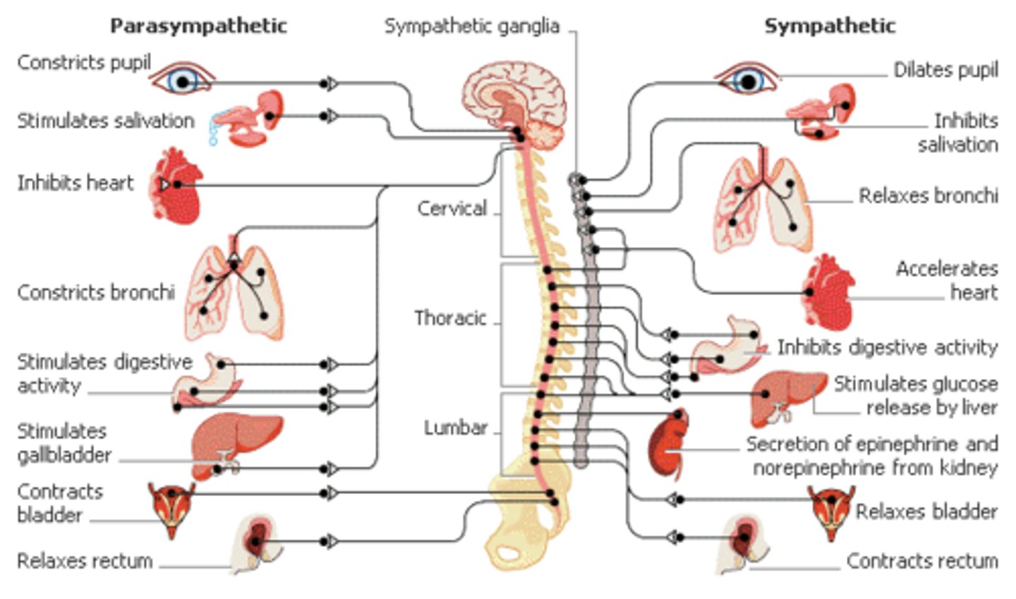 <p>(A) I Only</p><p>A parasympathetic nervous system response would likely result in:</p><p>(1) Decreased sweating</p><p>(2) INCREASED salivation</p><p>(3) INCREASED blood flow to the kidney</p>