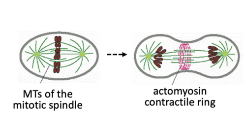 <ol><li><p>How are these structures assembled?</p></li><li><p>How do they work?</p></li><li><p>How is spatial and temporal coordination between the two achieved?</p></li></ol><p></p>